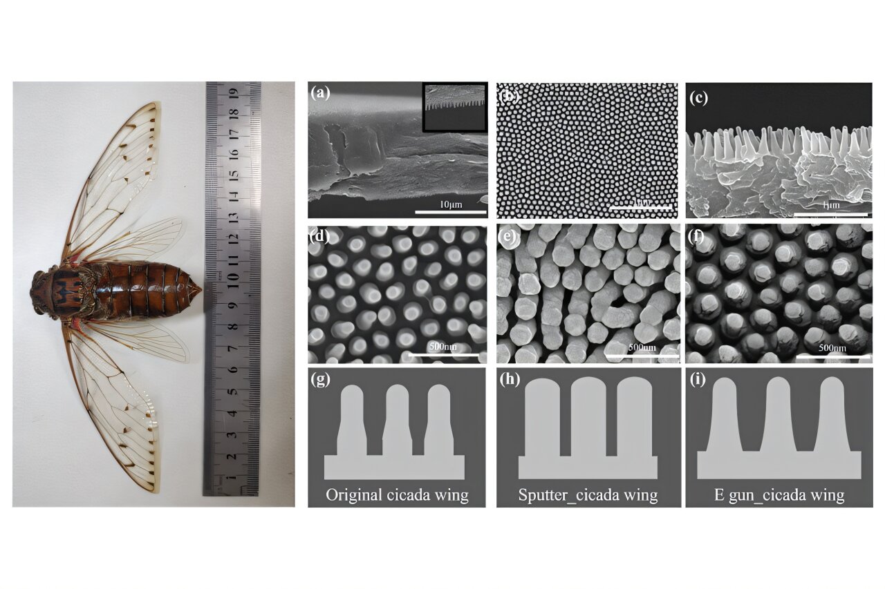 Image Hong et al.